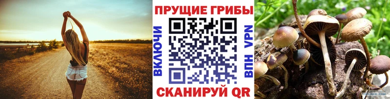 где продают наркотики  Невельск  Галлюциногенные грибы Cubensis 